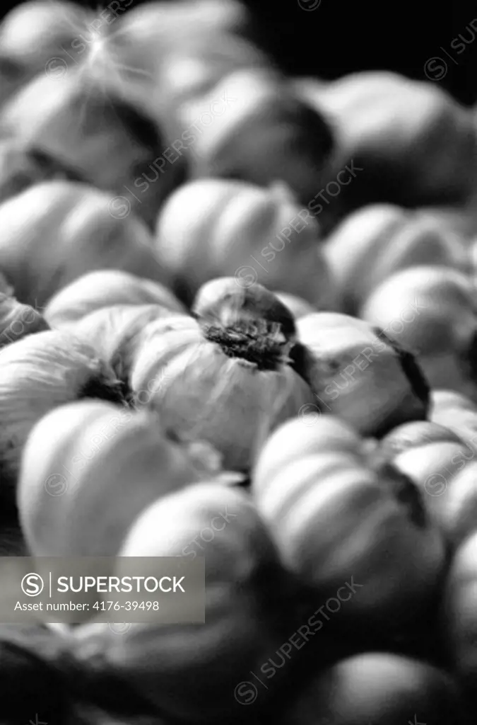 A bunch of Garlic