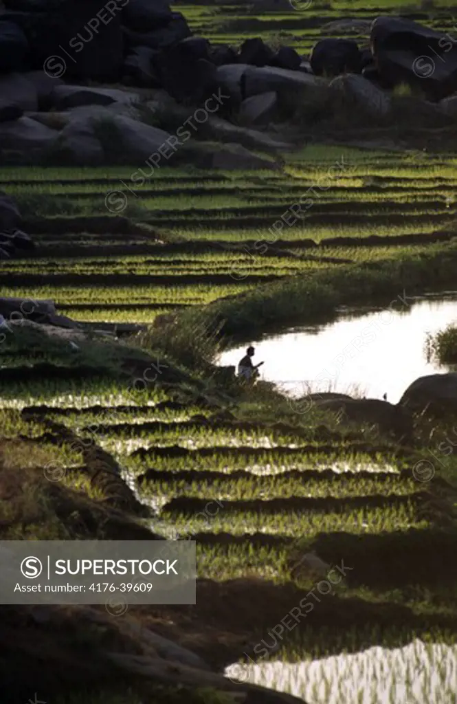 A rice plantation. Hampi, India