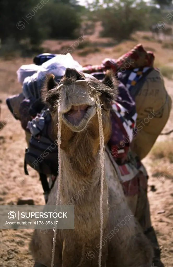A camel in the Thar desert