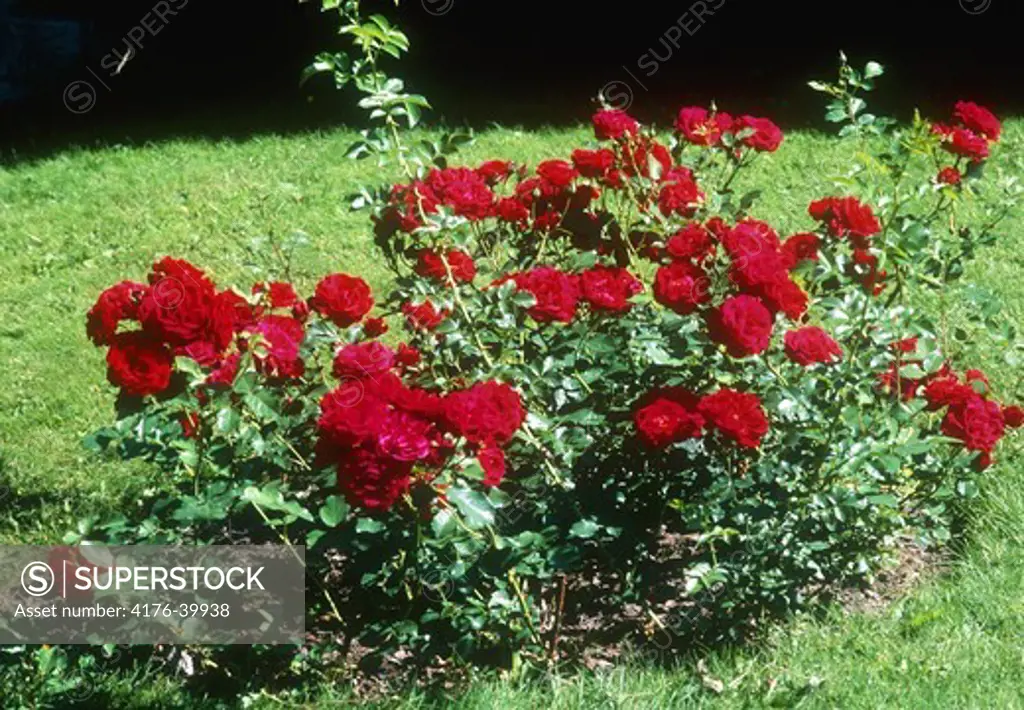 A bush of red flowers at a green lawn
