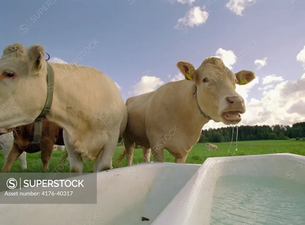 Kor som dricker vatten ur ett badkar - Cows drinking water from a bathtub