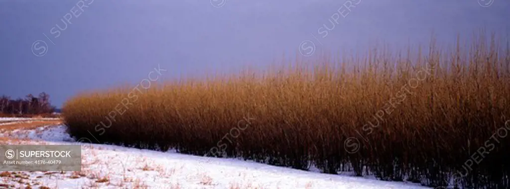 A field in winter