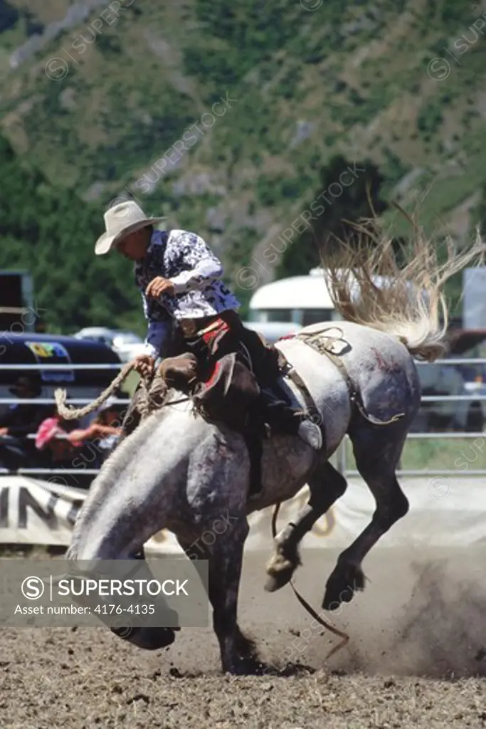 A cowboy riding a Mustang in a rodeo, USA