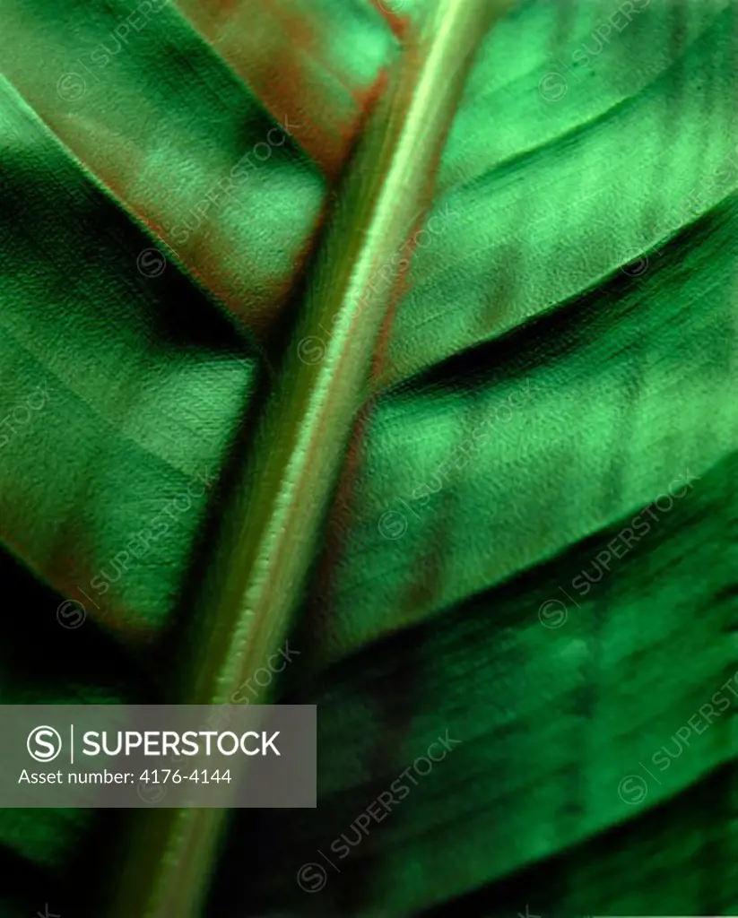 Stalk of a leaf