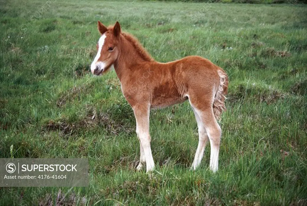 A red foal standing on green grass.