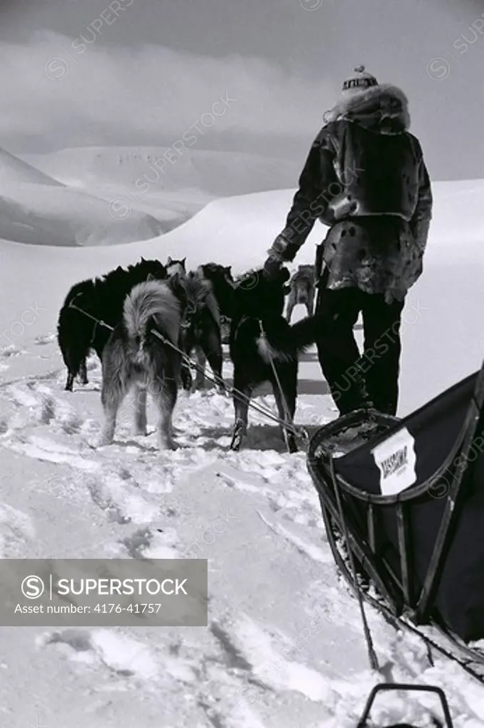 Man and his sled dogs in the snow