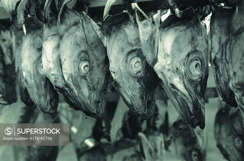 Fishheads hanging to be dried
