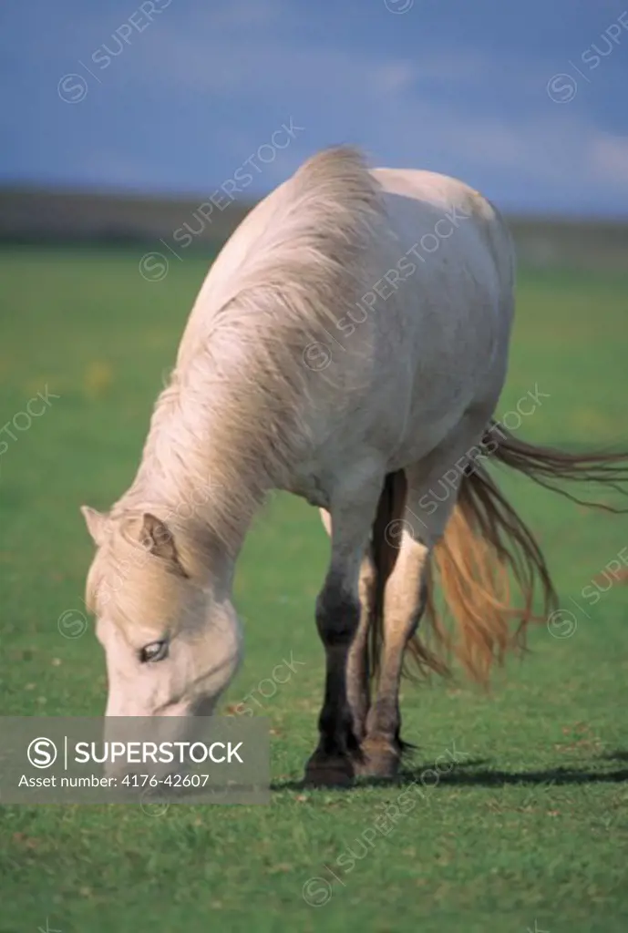 An Icelandic Horse biting grass in summertime