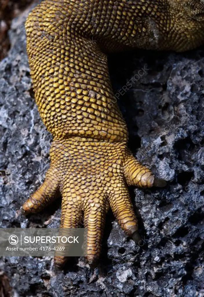 Close-up of a claw of an alligator