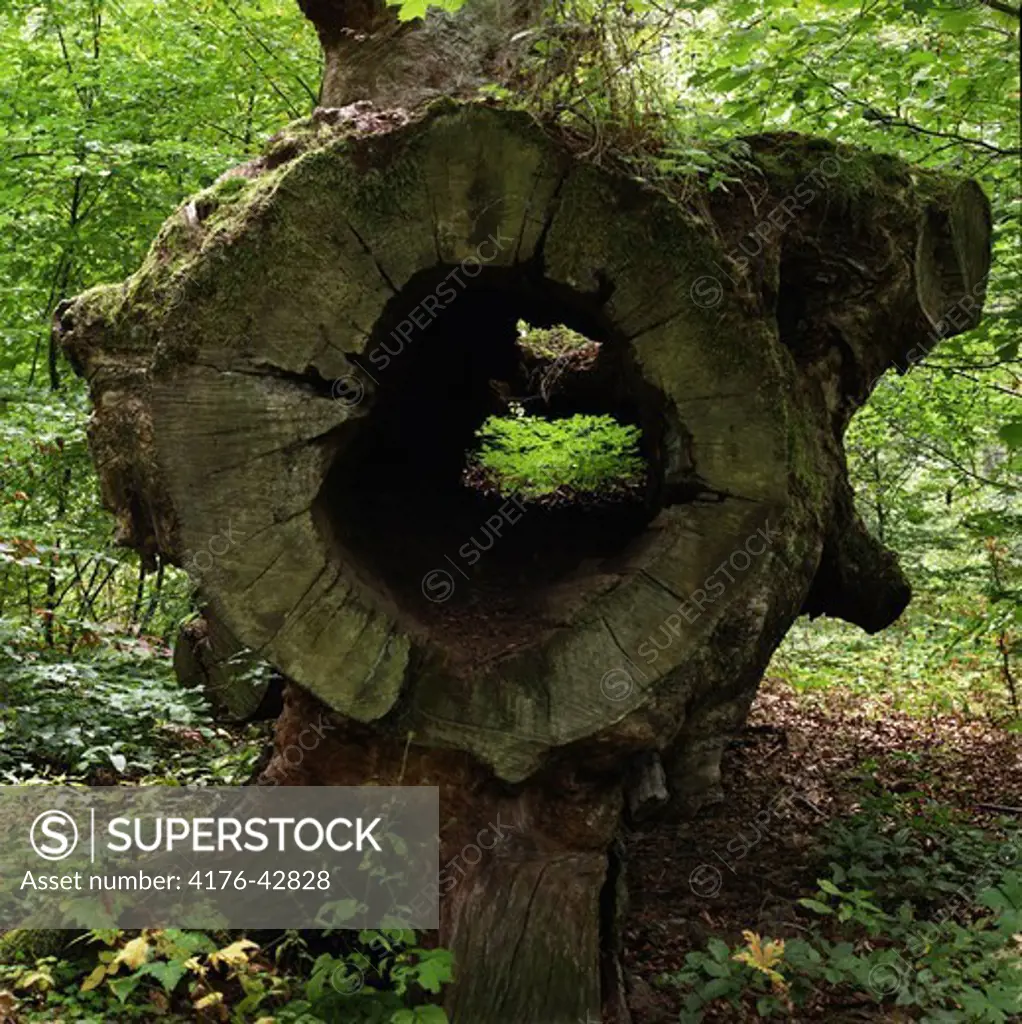 Big hollow trunk of a cut down tree
