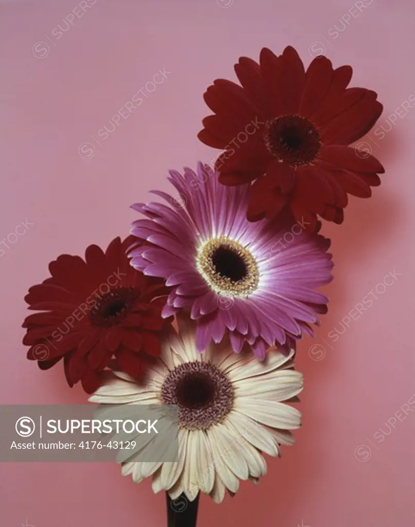 Four flowers on a pink background