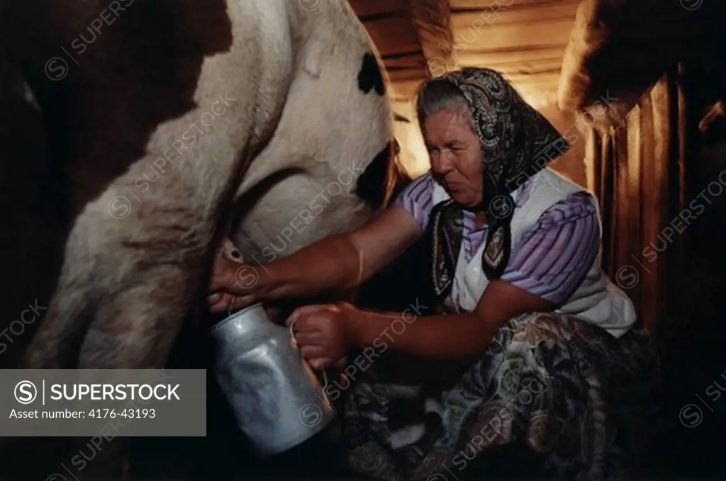 Woman milking, Romania 2001