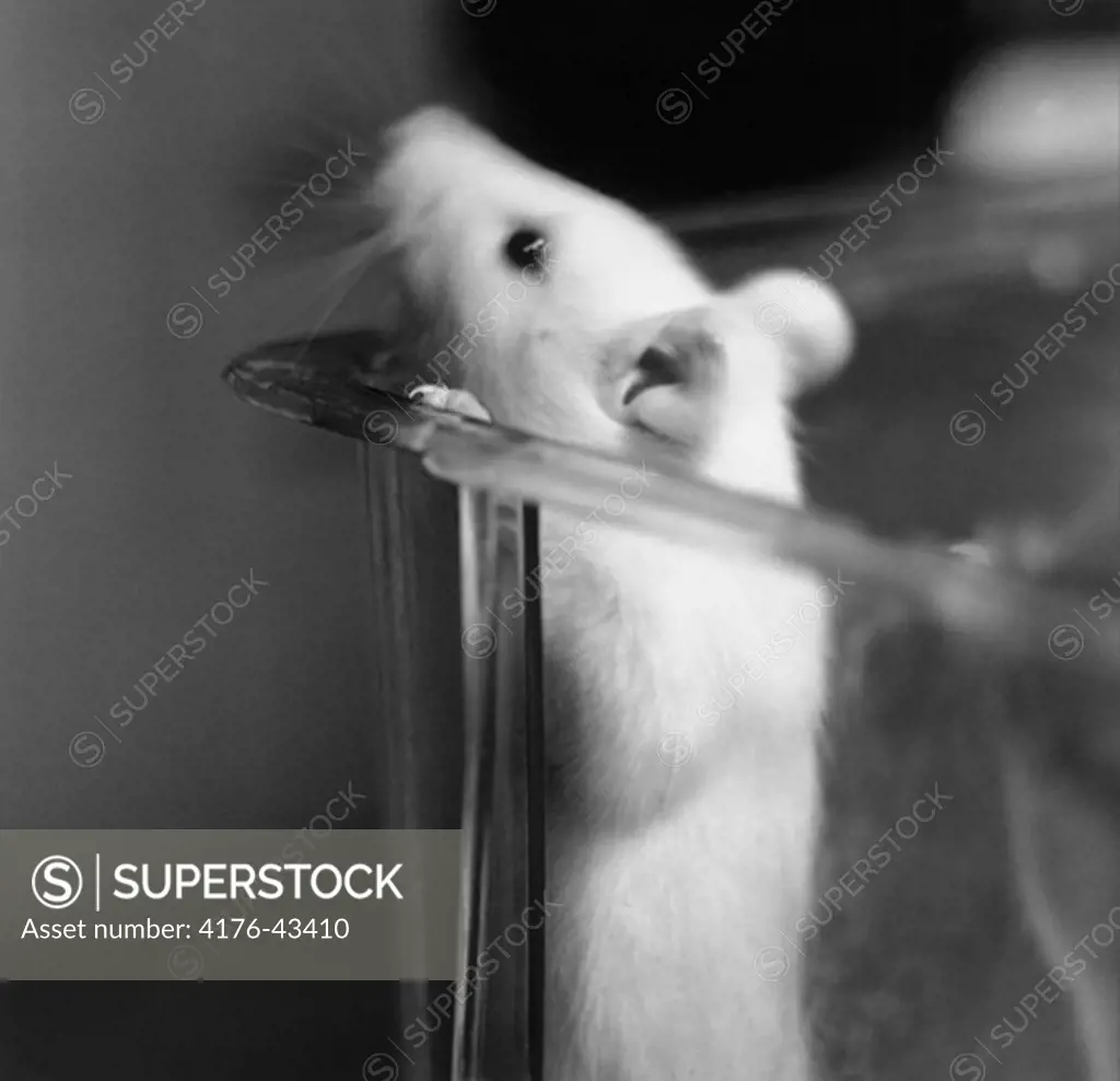 A little mouse in a glass