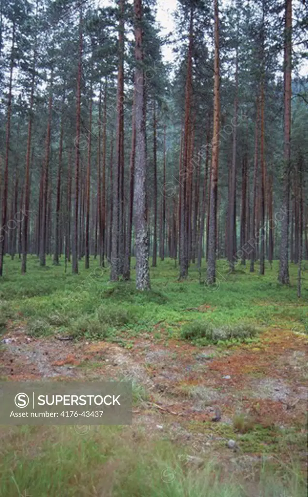A forrest with tall trees.