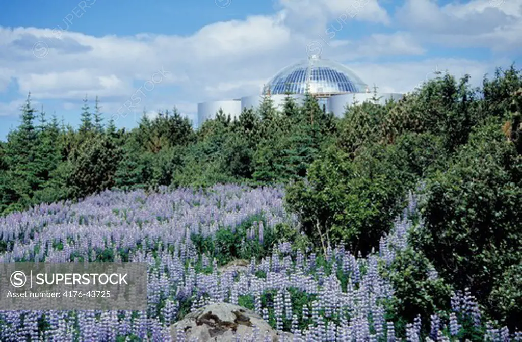 A glass, sphere-building on top of watertanks, firtrees and lupines beneath
