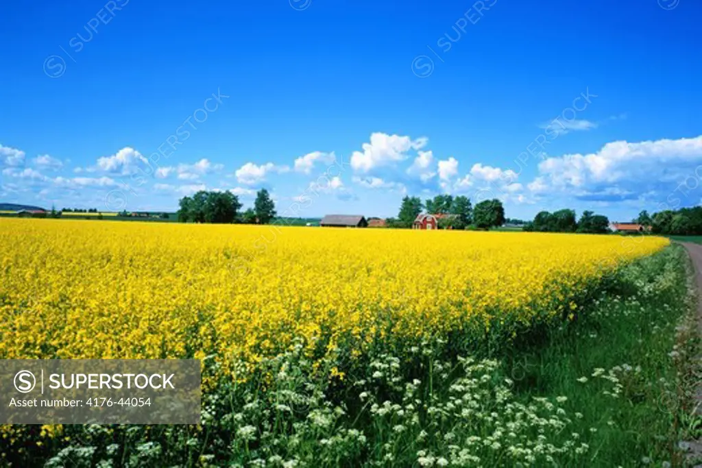 Yellow carpet of flowers beneath clear blue sky