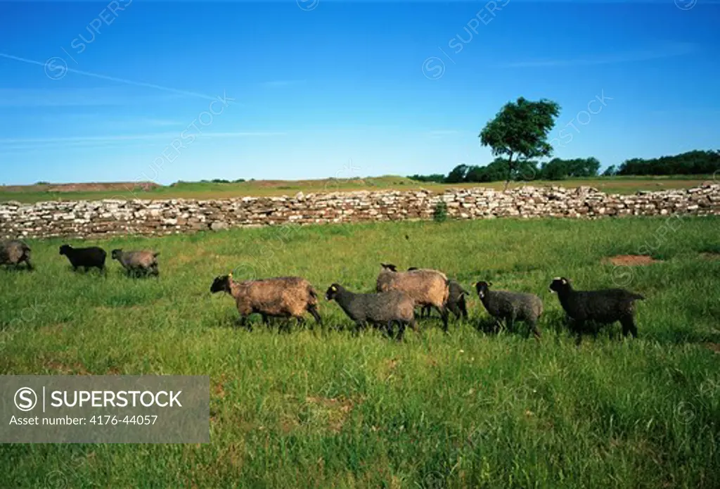 Sheep by a border