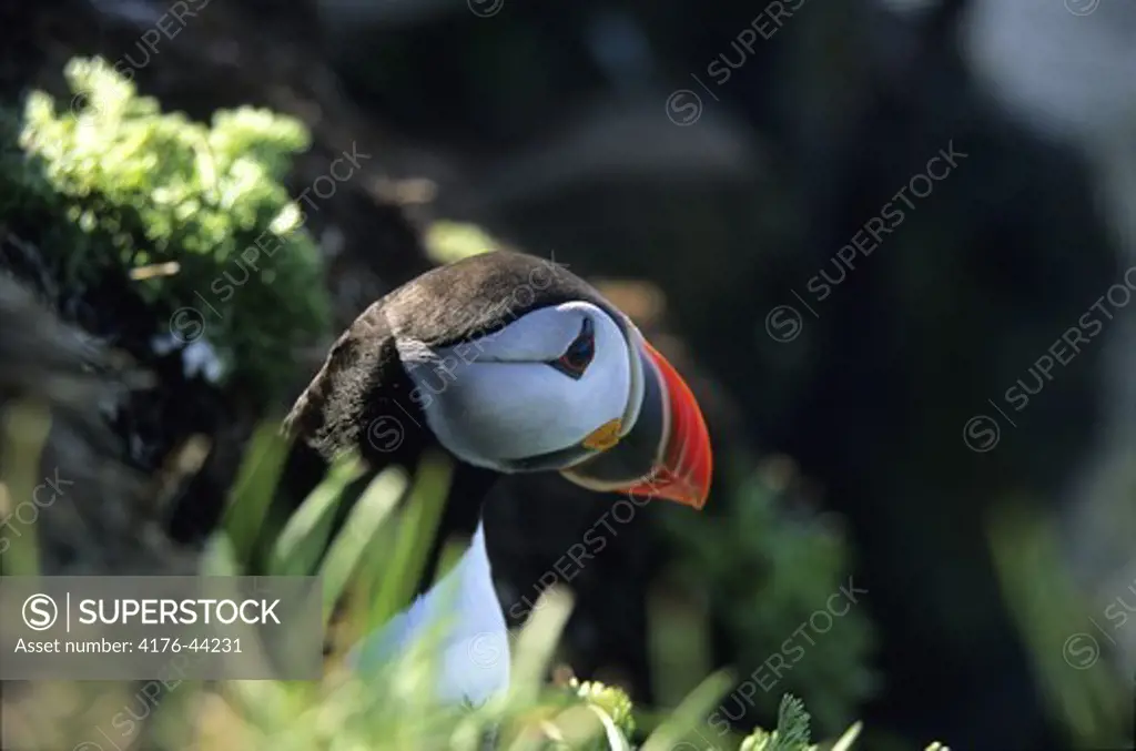 A puffin on Latrabjarg cliffs, in the western fjords, Iceland