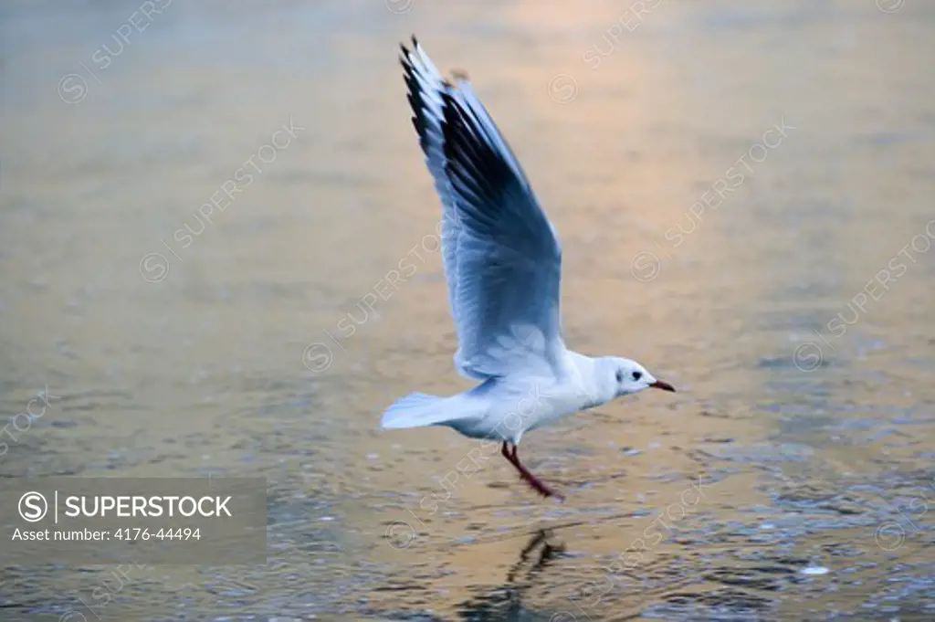 Seagull landing on ice