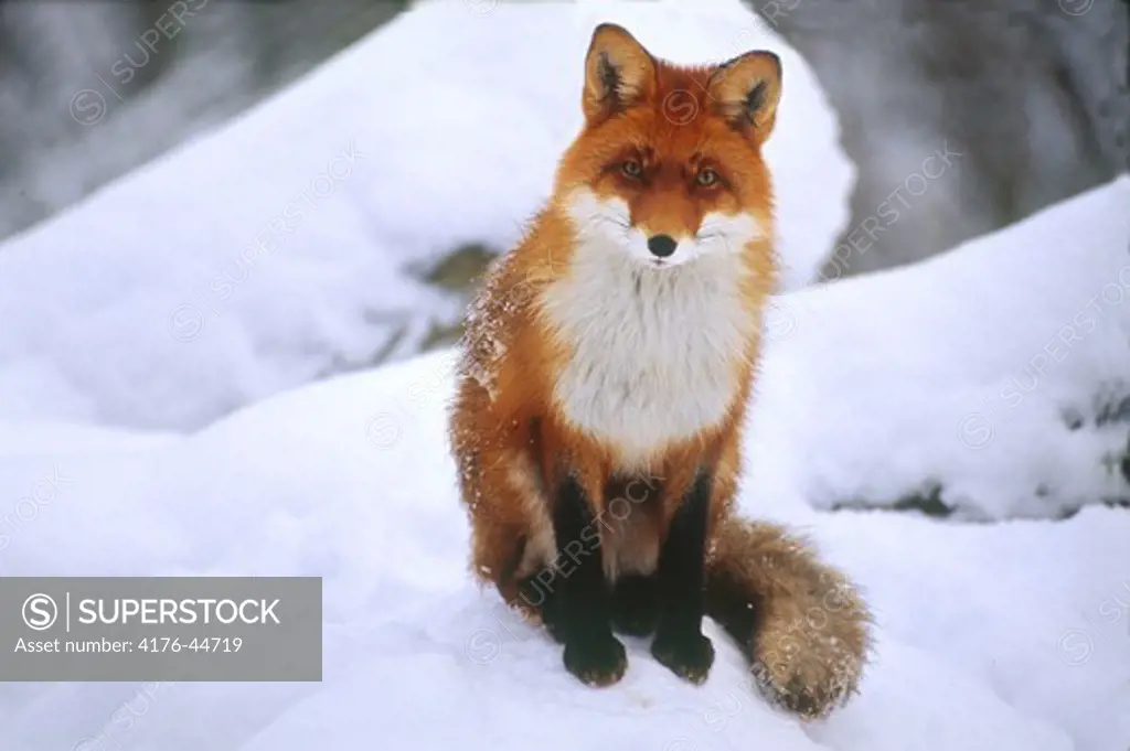 Red Fox sitting in the snow, Stockholm, Sweden