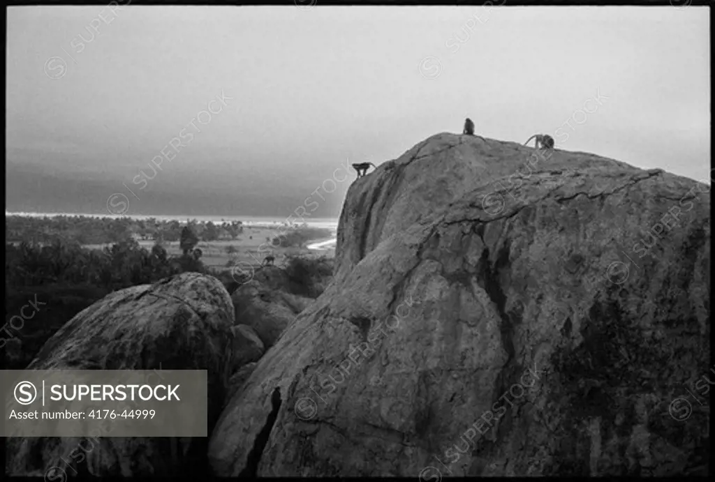 Three monkeys on a rock.India. Tamil Nadu.