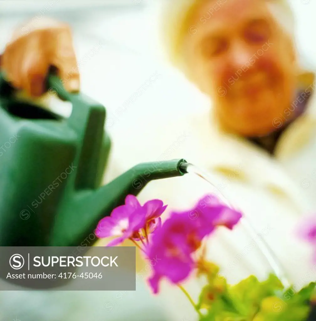 A person watering the flowers