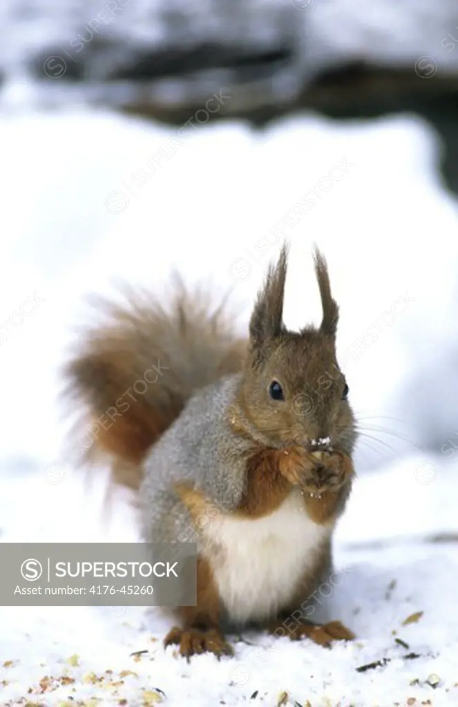 Close-up of a squirrel eating nuts