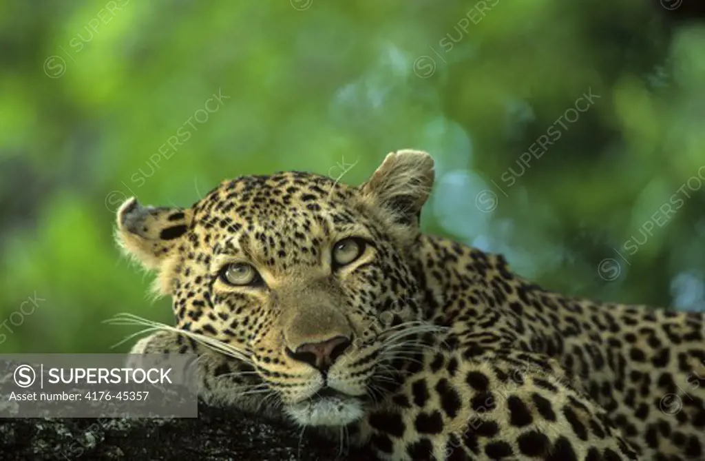 Leopard. Mala Mala. Mpumalanga. South Africa.
