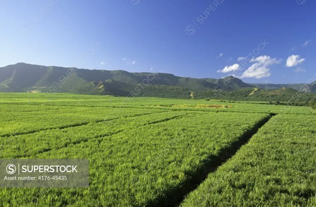 View. Sugar cane fields. Near Tamarin.