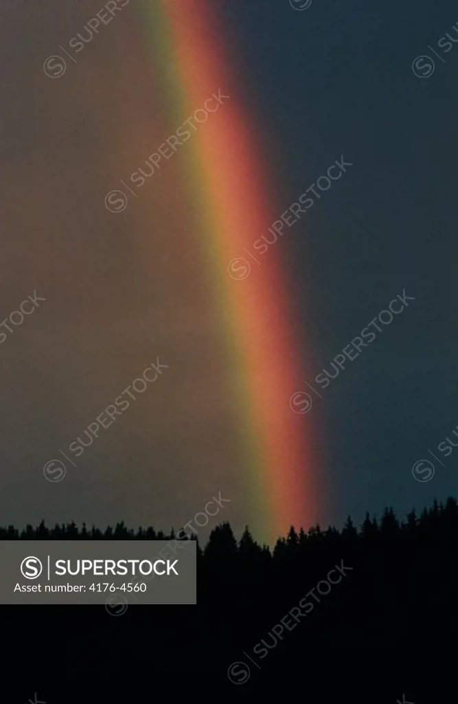 A rainbow over a forest, Sweden