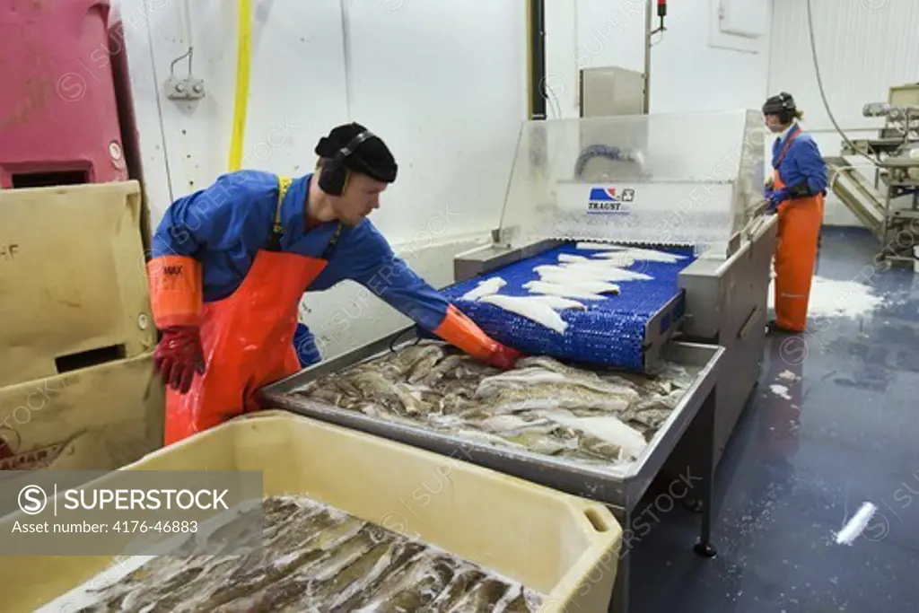 Man and woman working in a Fish factory, Westman Islands