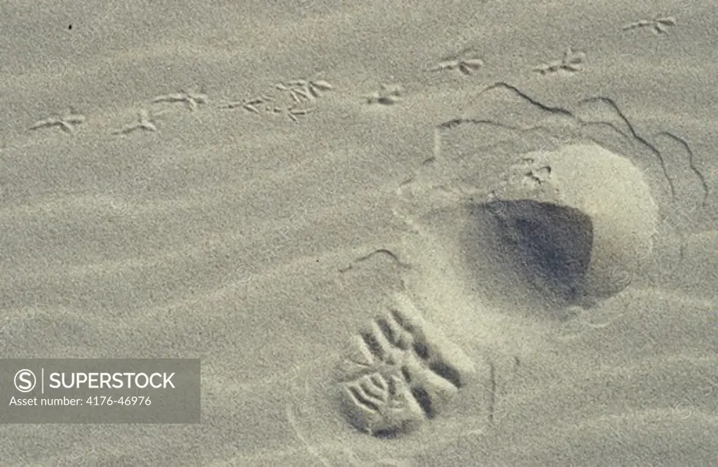 Shoe and bird footprints in the sand