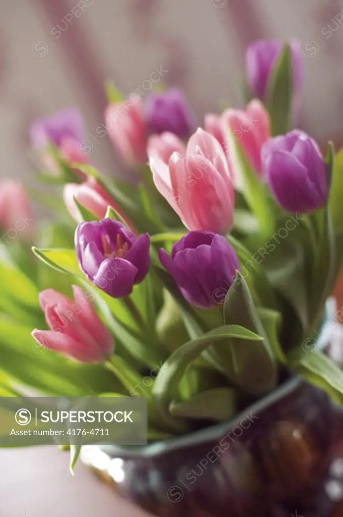 Potted plant with pink tulip flowers