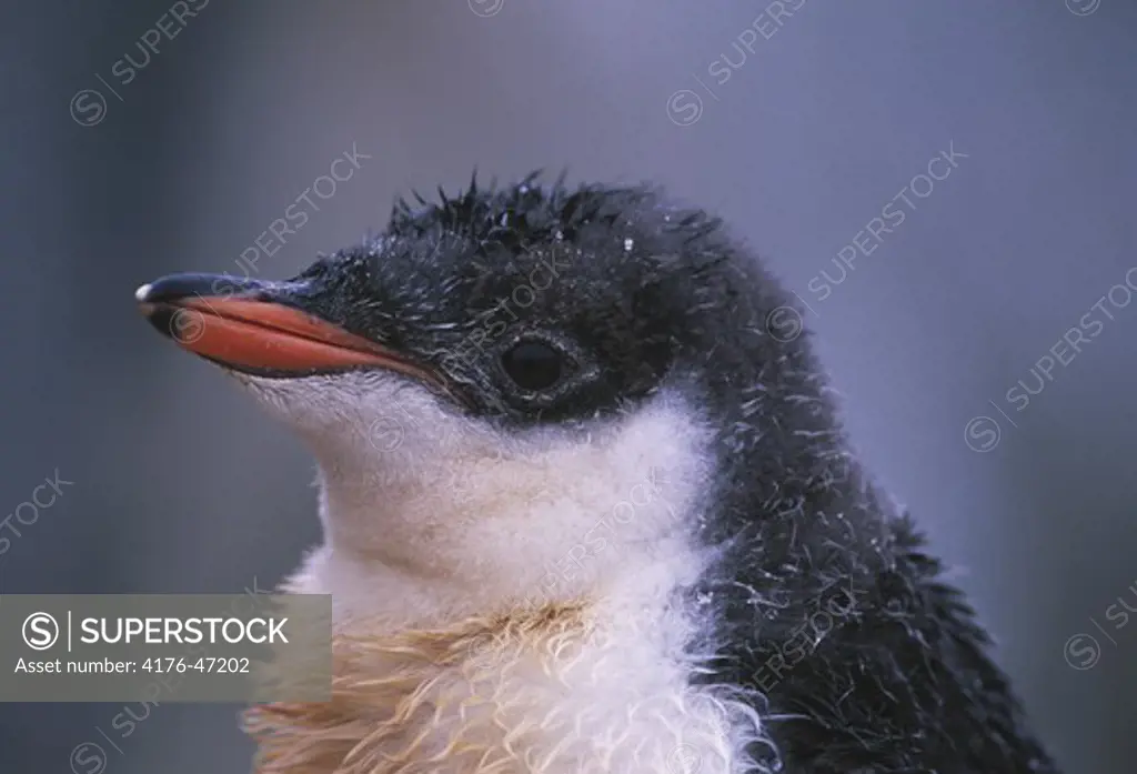 Gentoo penguin chick
