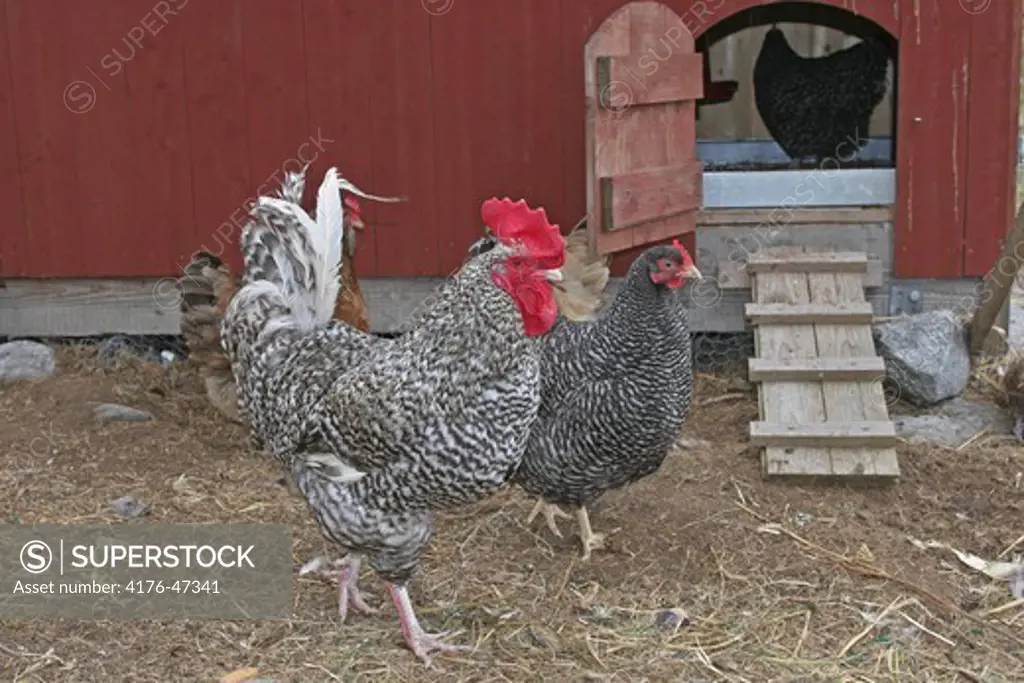Cockerel and hen in chicken house