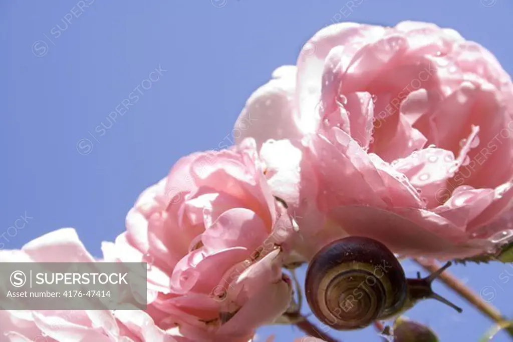 Snail climbing at pink roses Sweden