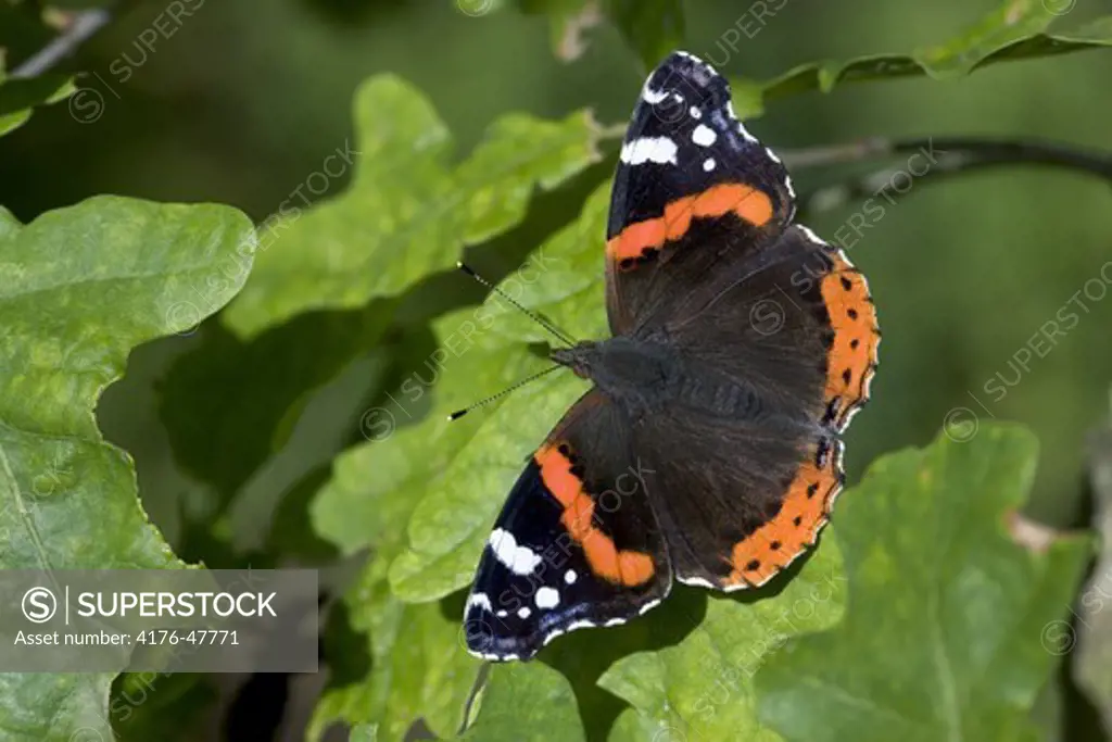 Red Amiral butterfly (Vanessa atalant)
