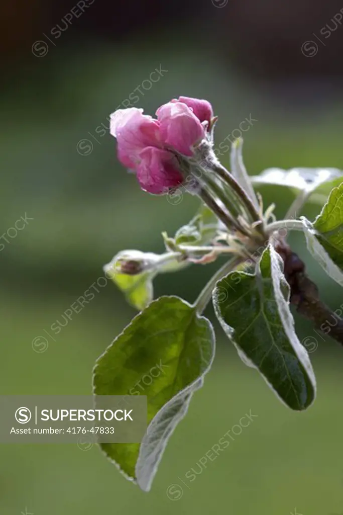 Blomknopp på äppelträd