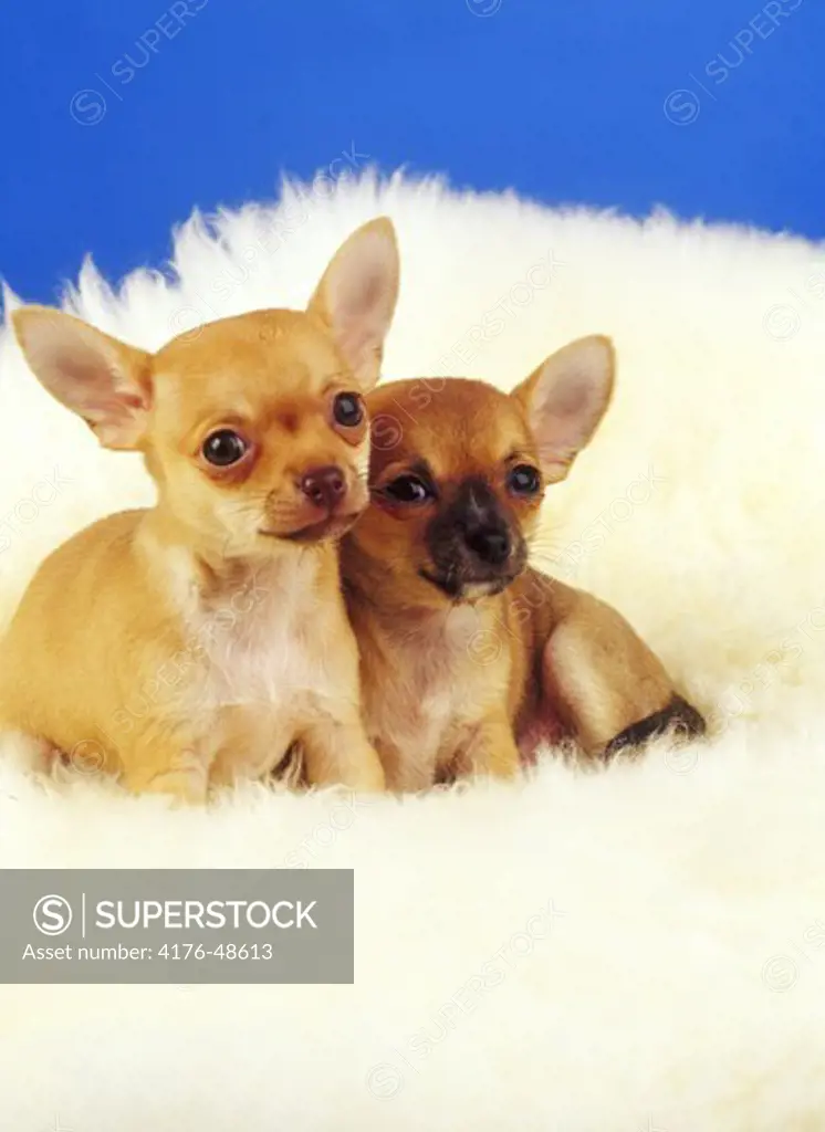Two Chihuahua dogs on white fur