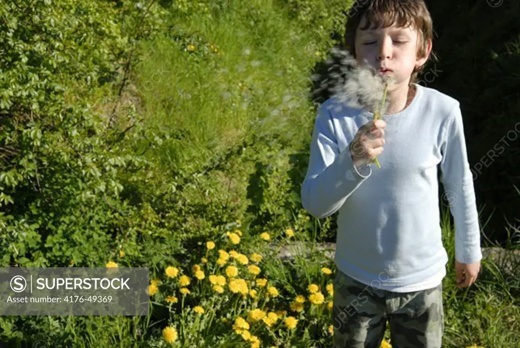 Danish boy (aged 7 years) blowing dandelions.