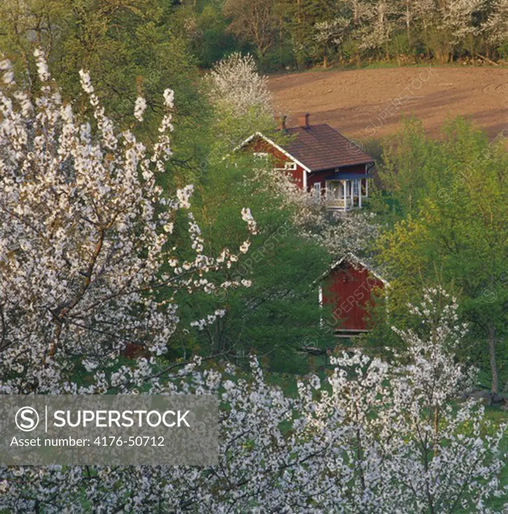 Floweringcherry in  Spring,Cabin-weekend cottage.Valle H in Vastra Gotaland,Sweden