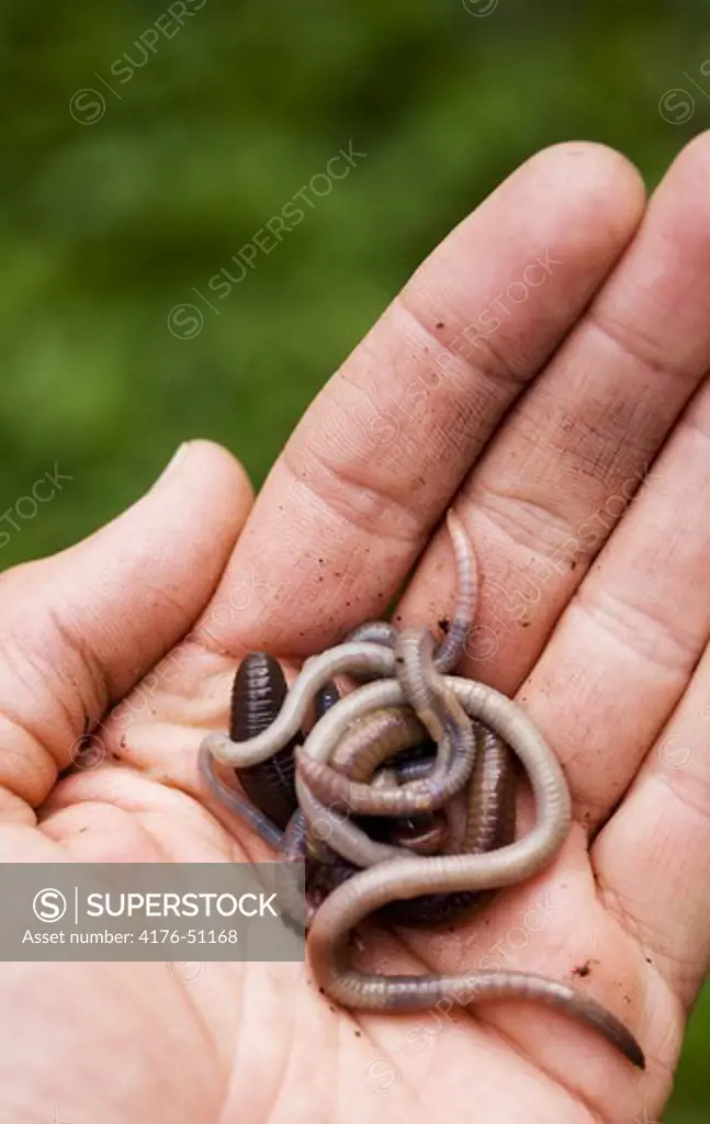 Hand holding a bunch of worms