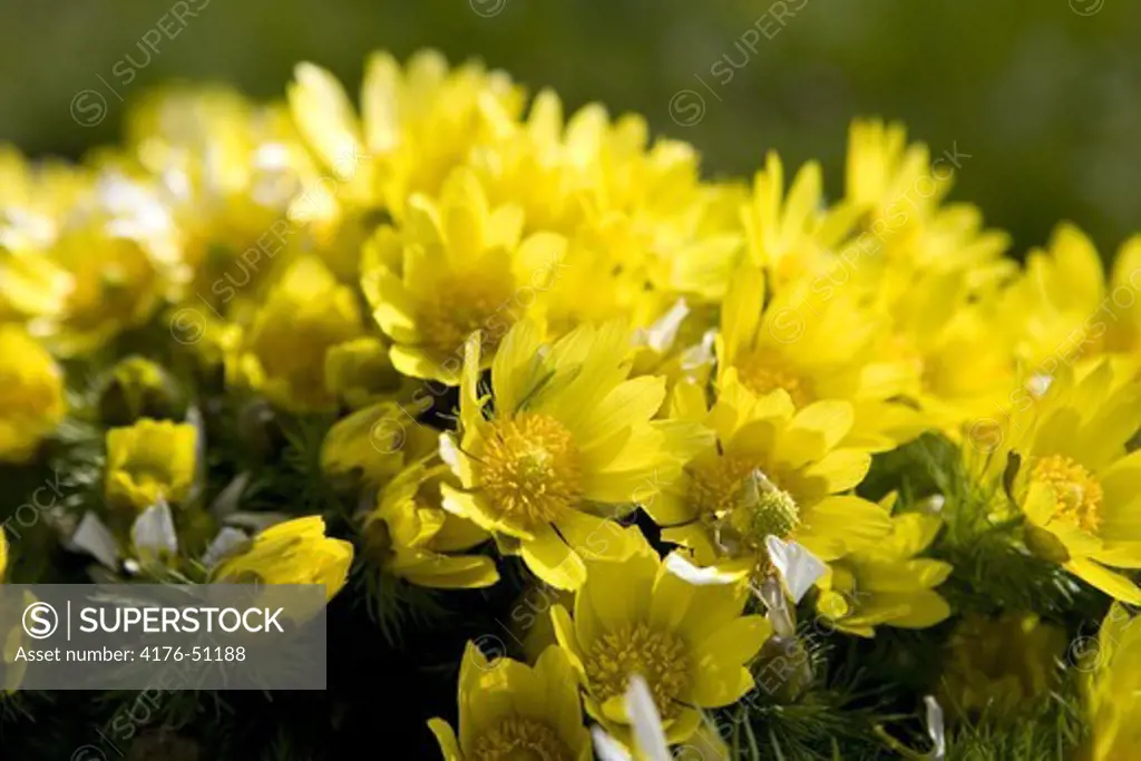 Närbild på gula blommor