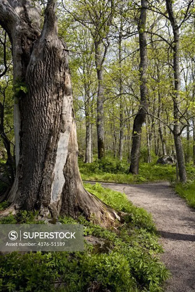Old trees in a park, LinnŽs Hammarby, Uppland, Sweden