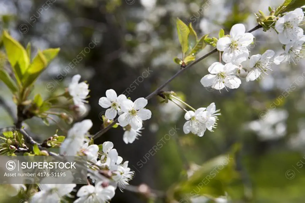 Blossoms on a fruittree, Uppland, Sweden