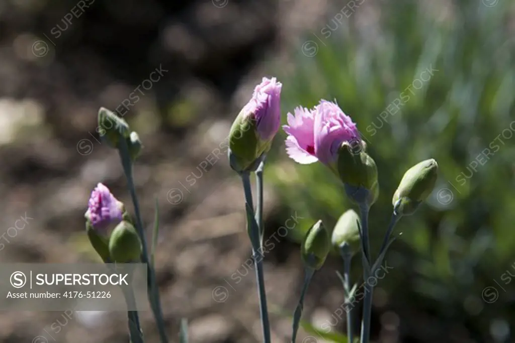 Buds of pink carnations, Tantolunden, Sädermalm, St