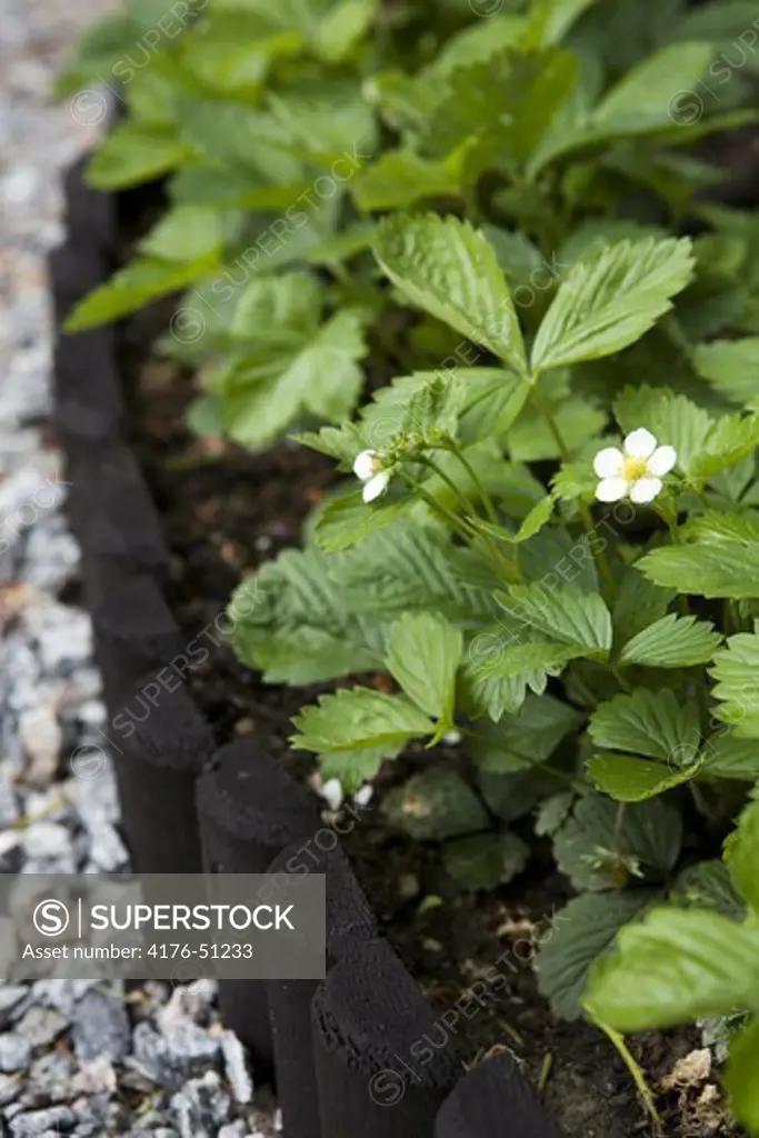 Wild strawberrys in a flowerbed, Långholmen, Stockh