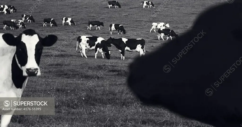 Black and white cows, England, 2001