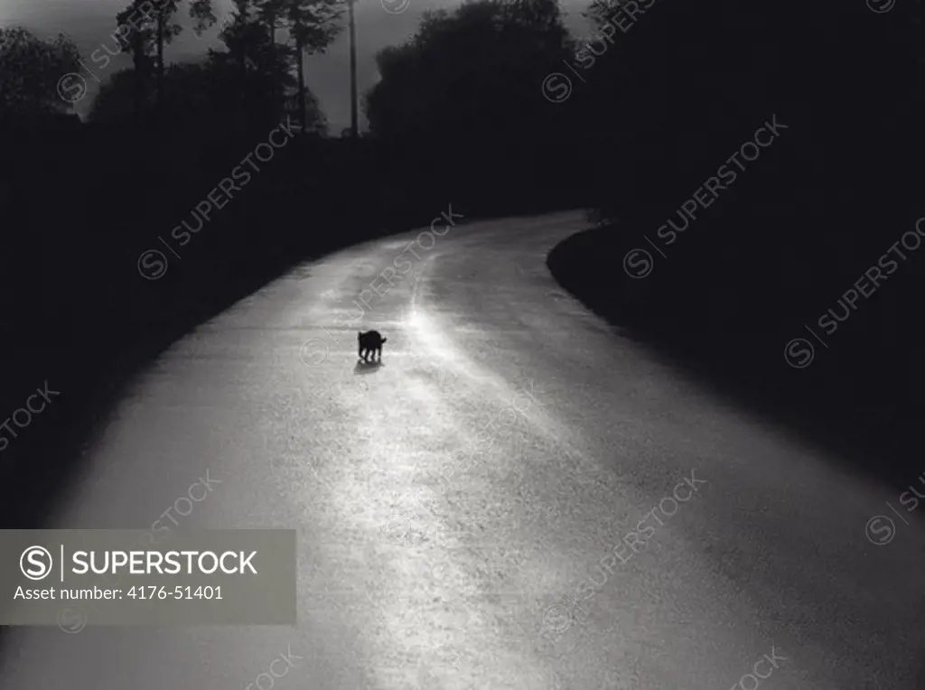 Black cat on a road, Sweden
