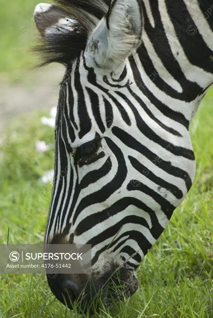 Close-up of a grassing zebra
